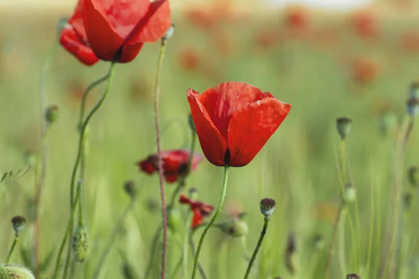 Red Poppy Wild Flowers Blooming Springtime Fields — Stock Photo, Image