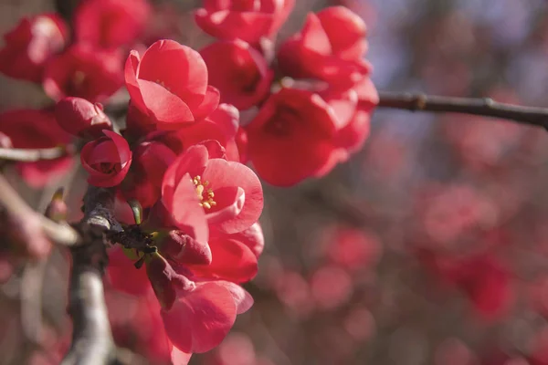 Chaenomeles Japonica Pink Flowers Blooming Spring — Stock Photo, Image