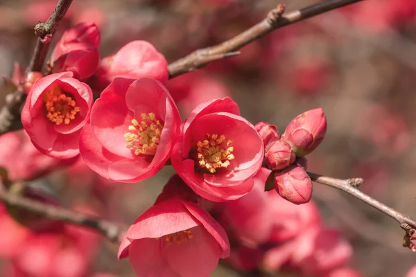 Chaenomeles Japonica Flores Rosa Florescendo Primavera — Fotografia de Stock