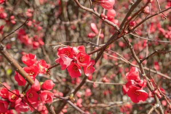 Chaenomeles Japonica Pink Flowers Blooming Spring — Stock Photo, Image