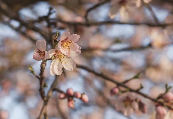 Flores Amendoeira Flores Cor Rosa Florescendo Primavera — Fotografia de Stock