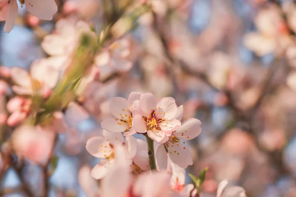 Almond Tree Blossoms Pink Flowers Blooming Spring — Stock Photo, Image