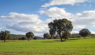Holm meşe korusu, quercus ilex ağaçları yeşil manzara