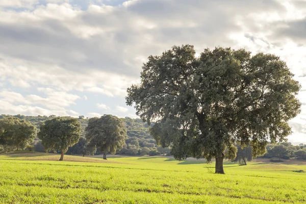 Holm Dąb Gaj Quercus Ilex Drzew Zielony Krajobraz — Zdjęcie stockowe