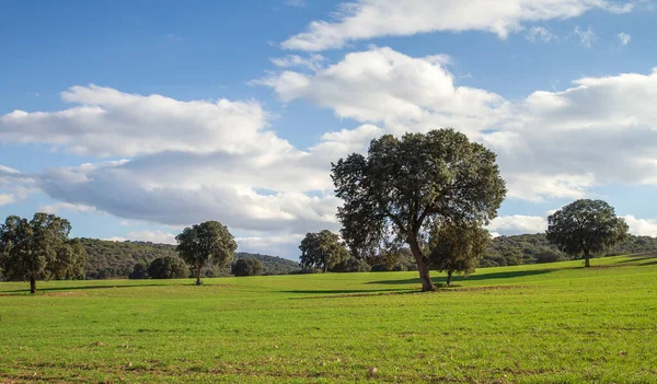 Holm Quercia Boschetto Quercus Ilex Alberi Paesaggio Verde — Foto Stock