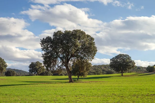 Holm Boschetto Quercia Verde Paesaggio — Foto Stock