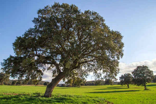 Holm Roble Arboleda Quercus Ilex Árboles Paisaje Verde — Foto de Stock