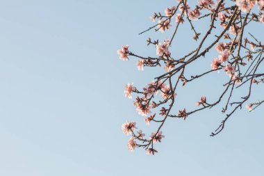 Badem ağacı çiçek açar. Pembe çiçekler baharda açar.