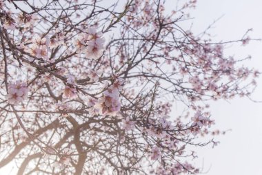 Badem ağacı çiçek açar. Pembe çiçekler baharda açar.