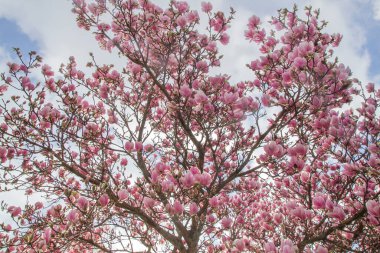 Manolya ağacı pembe çiçekleri ilkbaharın başlarında açar.
