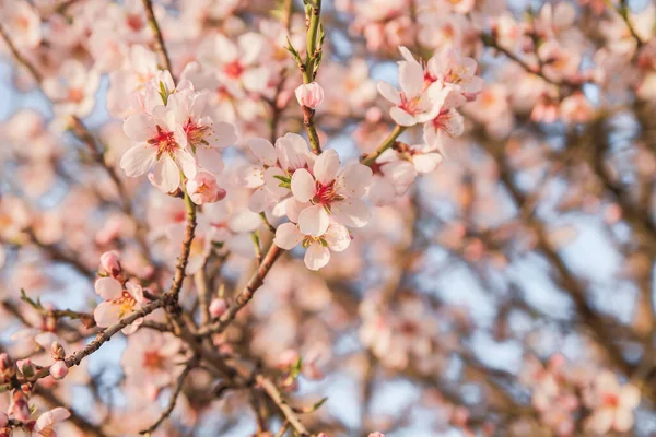 Almond Tree Blossoms Pink Flowers Blooming Spring — Stock Photo, Image