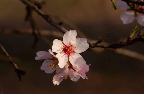 春に咲くアーモンドの木のピンクの花 — ストック写真