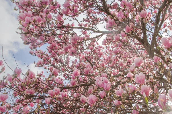 Magnolia Drzewo Różowe Kwiaty Kwitnące Wczesną Wiosną — Zdjęcie stockowe