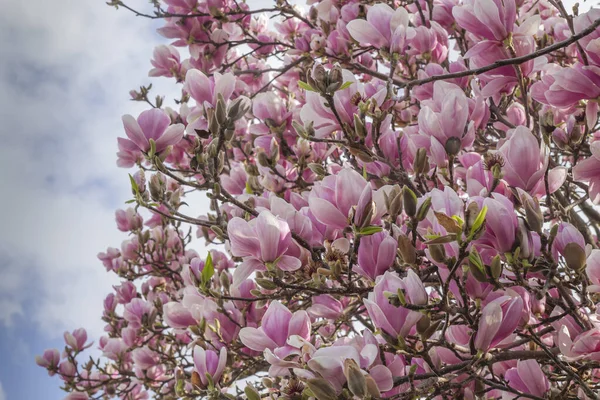 Magnolia Árvore Flores Rosa Florescendo Início Primavera — Fotografia de Stock