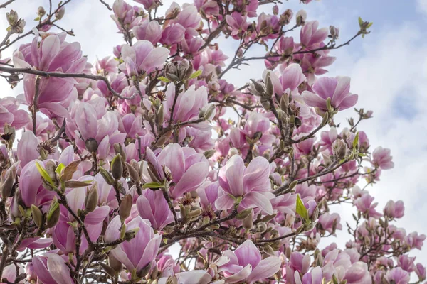 Magnolia Árvore Flores Rosa Florescendo Início Primavera — Fotografia de Stock