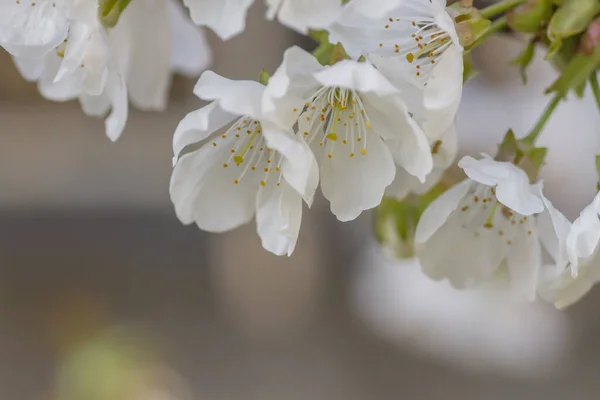 Springtime Cherry Blossoms White Flowers Close — Stock Photo, Image