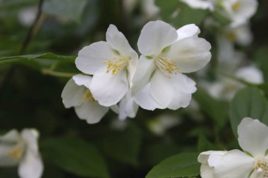Philadelphia Coronarius, genellikle tatlı turuncu ya da İngiliz kızılcık ağacı olarak bilinir, baharda açan beyaz çiçekler.