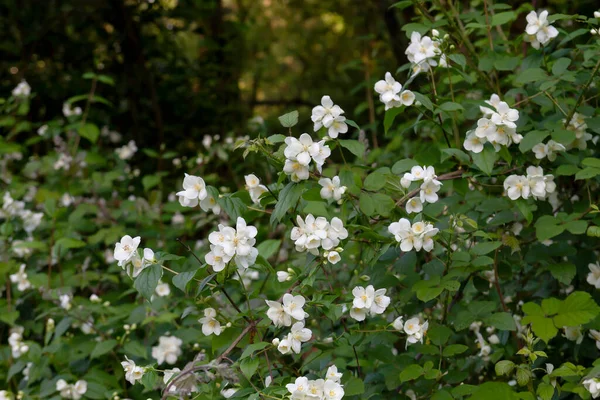 Philadelphus Coronarius Allgemein Bekannt Als Süßer Orangefarbener Oder Englischer Hartriegel — Stockfoto