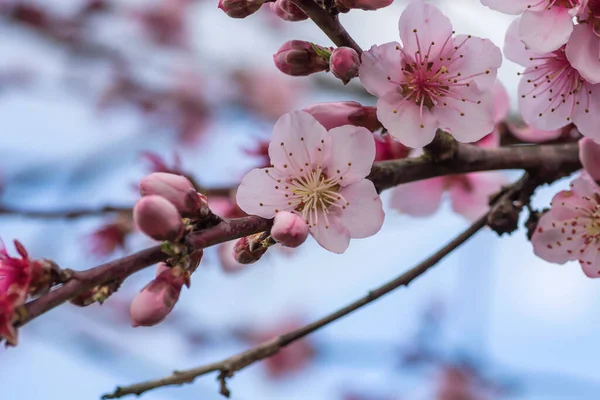 Szczegóły Śliwki Persica Różowe Kwiaty Kwitną Wiosną — Zdjęcie stockowe