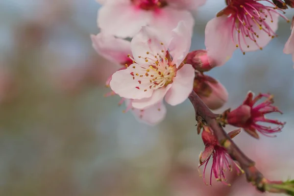 Szczegóły Śliwki Persica Brzoskwinia Drzewo Różowe Kwiaty Kwitną Wiosną — Zdjęcie stockowe