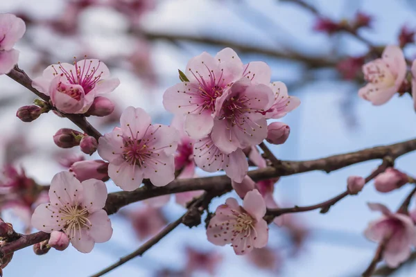 Detalhe Flor Flores Rosa Prunus Persica Primavera — Fotografia de Stock