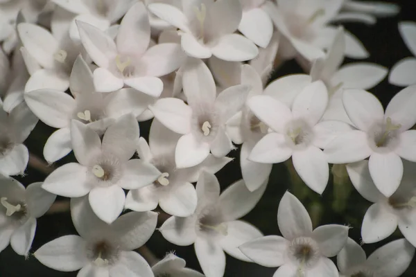 Pentas Lanceolata Egipskie Starcluster Białe Kwiaty — Zdjęcie stockowe