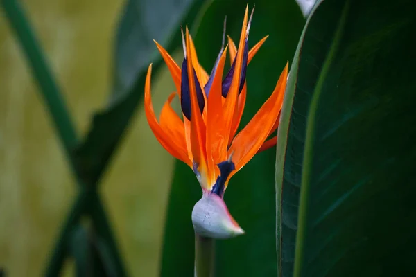 Fågel Paradiset Eller Strelitzia Blomma — Stockfoto