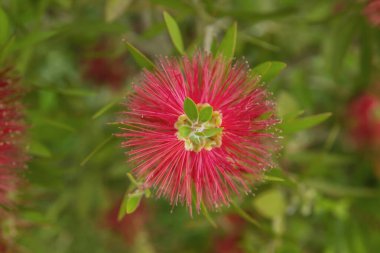 Baharda açan kırmızı mimoza çiçeklerinin ayrıntıları