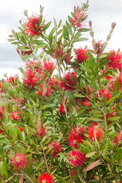 Dettaglio Fiori Rossi Mimosa Fiore Primavera — Foto Stock