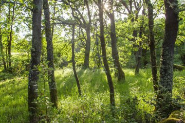 Baharda yeşil orman manzarası