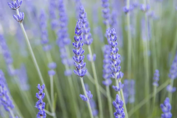 Flores Roxas Lavanda Florescendo Primavera — Fotografia de Stock