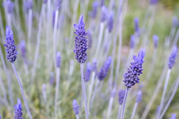 Flores Roxas Lavanda Florescendo Primavera — Fotografia de Stock