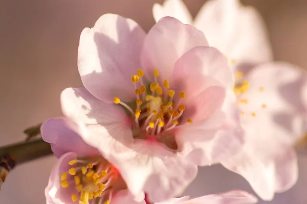 Mandelbaum Blüht Rosa Blüten Die Frühling Blühen — Stockfoto