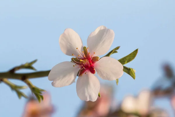 Almond Tree Blossoms White Pinkish Flowers Blooming Spring Blue Sky — Stock Photo, Image