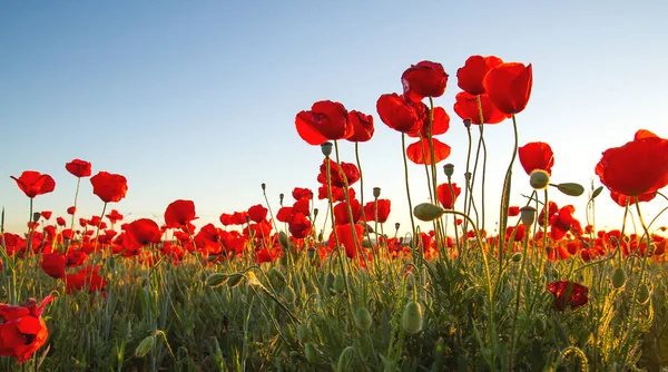Röd Vallmo Vilda Blommor Blommar Våren Fält Blå Himmel Bakgrund — Stockfoto