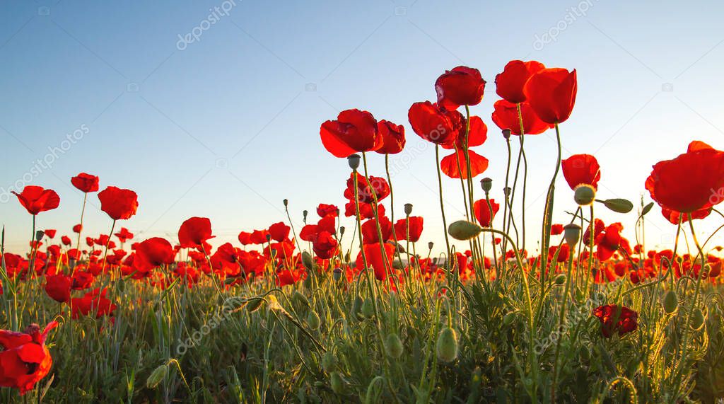 Red poppy wild flowers blooming in the springtime fields, blue sky background, copy space