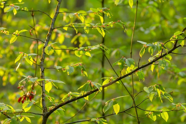 Corylus Avellana Або Звичайне Листя Свіжого Зеленого Весняного Листя — стокове фото