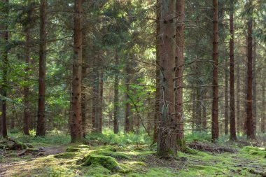 Yeşil orman yosunlarla kaplı 