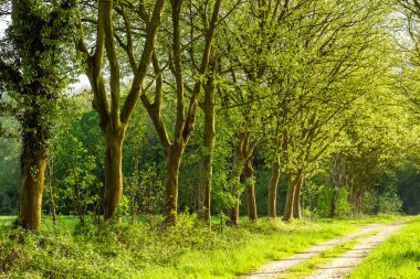 Londra Uçak Bulvarı İlkbaharda yeşil bir ülkede ağaçlar