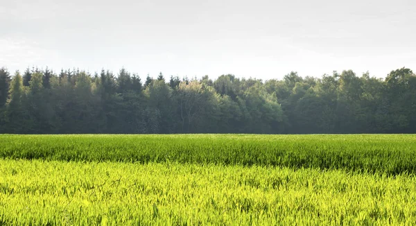 Campi Verdi Paesaggio Nella Campagna Primaverile — Foto Stock