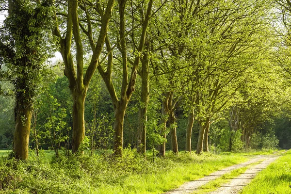 Londra Uçak Bulvarı İlkbaharda yeşil bir ülkede ağaçlar
