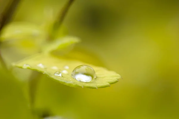 Деталь Спіреї Японського Зеленого Листа Краплями Дощової Води — стокове фото