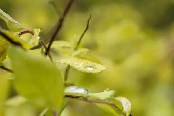 Detail Der Spirea Japonica Blätter Mit Regentropfen — Stockfoto