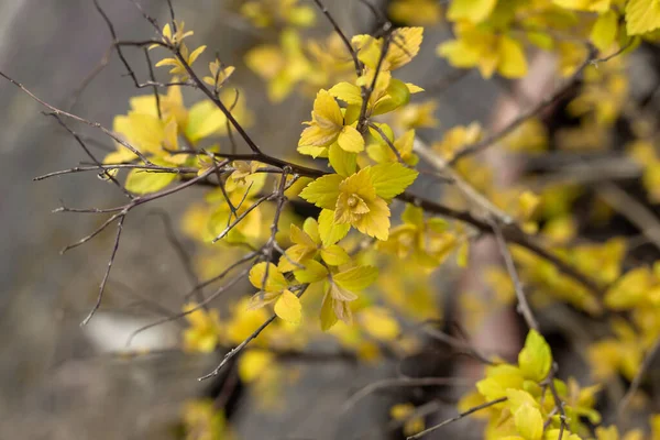 Detalhe Folhas Spirea Japonica Crescendo Primavera — Fotografia de Stock