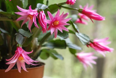 Hatiora Rosea ya da Gül Paskalya Kaktüsü sulu bitkiler açan pembe çiçekler