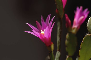 Hatiora Rosea ya da Rose Paskalya Kaktüsü sulu bitkiler. Pembe çiçekler yakın plan.