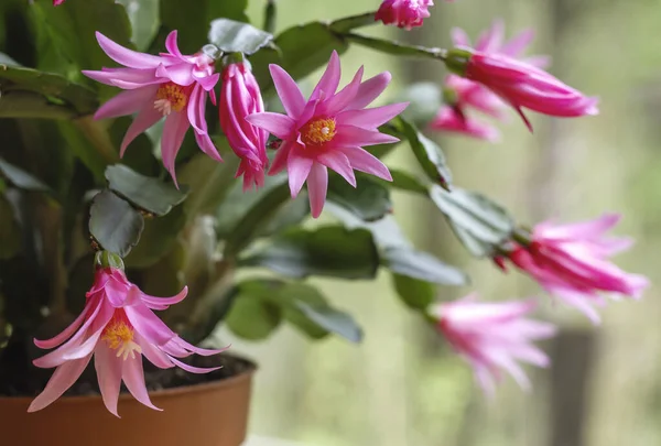 Hatiora Rosea Gül Paskalya Kaktüsü Sulu Bitkiler Açan Pembe Çiçekler — Stok fotoğraf