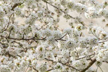 Bahar zamanı kiraz ağacı, kiraz çiçekleri beyaz çiçekler.