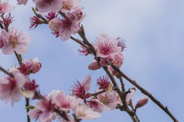 Detalhe Flor Flores Rosa Prunus Persica Primavera — Fotografia de Stock