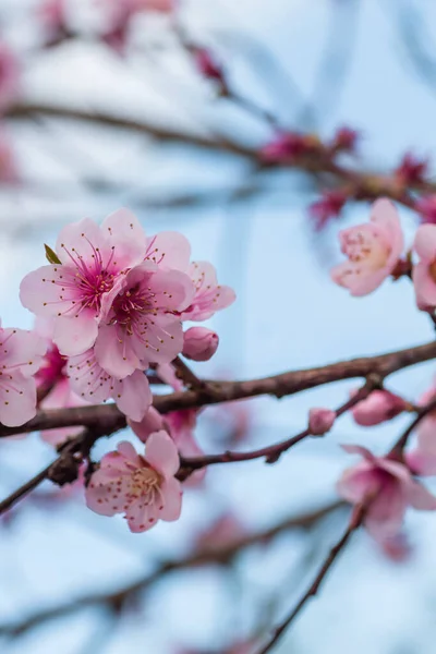 Detail Von Prunus Persica Rosa Blüten Blühen Frühling — Stockfoto